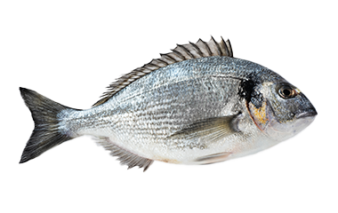 Dorade