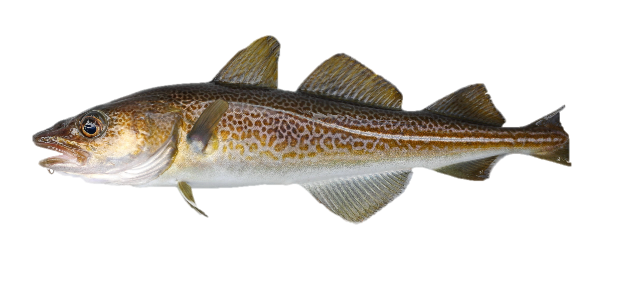 Kabeljauw