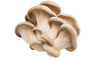 Paddenstoelen