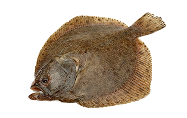 Tarbot