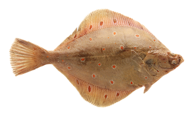 Tongschar