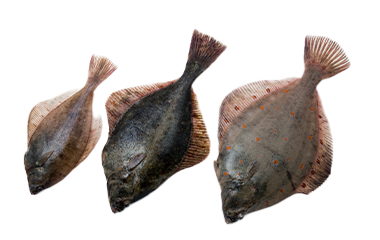 Overige platvis