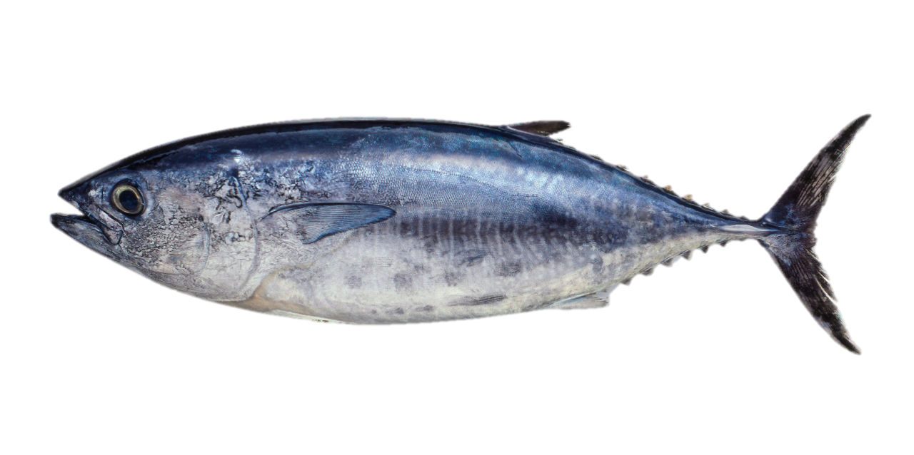 Tonijn