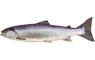 Zalm