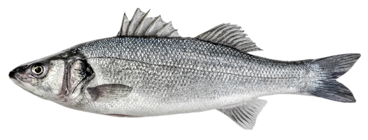 Zeebaars