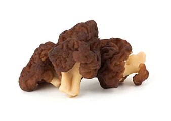 Morilles