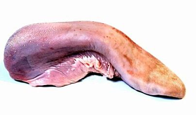 Kalfs Tong Znd Keelstuk Ca 1 Kg