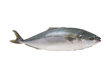Kingfish Dutch Yt 3-4 Gestript Ca 4000 Gr