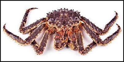Kingcrab Levend