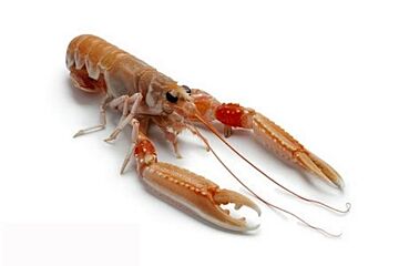 Langoustines 13/15 Noordzee Vers