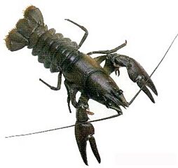 Rivierkreeft Levend