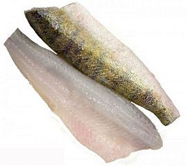 Snoekbaars Filet Kweek Met Vel Ga Refreshed