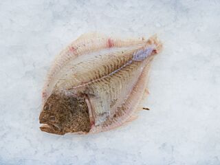 Tarbot 3-4 Kg Zonder Vel