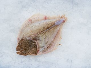 Tarbot 2-3 Kg Filet Zonder Vel