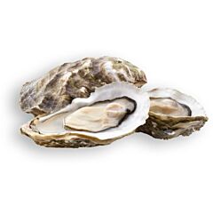 Oesters Plat 4/0