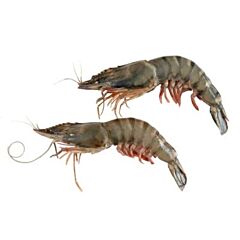 Black Tiger Gamba 04/06 Met Kop 1 Kg Diepvries