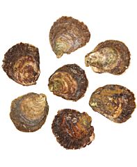 Zeeuwse Platte  Oesters 4/0