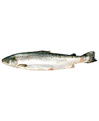 Zalm Noors Gestript 4000-5000 Gr