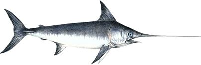 Zwaardvisfilet Znd Vel Gl Ca 1 Kg
