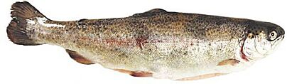 Zalm Noors 3-4 Heel Ongeschubt Ca 3500 Gram