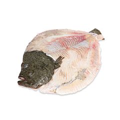 Tarbot Heel Zonder Vel Diepvries Diepvries Ca 2300 Gr