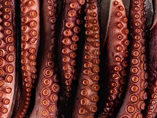 Pulpo Tentakels Gekookt 50/100 Ca 1.5 Kg Diepvries