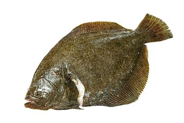 Griet 300-500 Gr Met Vel