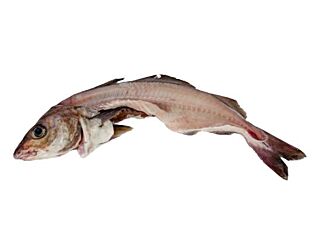 Visgraten Ca 1 Kg