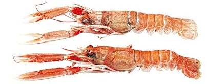 Langoustines 16-20 Noordzee Vers