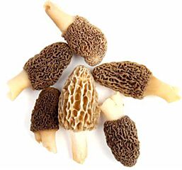 Morilles