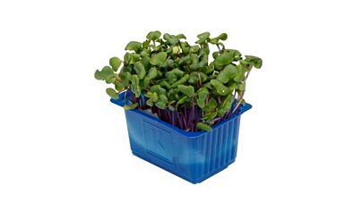 Koppert Cress Chilles Cress Bakje