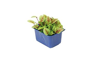 Koppert Cress Vene Cress Bakje