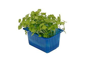 Koppert Cress Atsina Cress Solitair