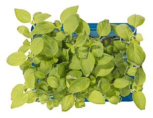 Koppert Cress Limoen Cress Bakje