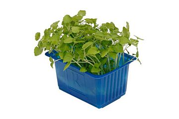 Koppert Cress Atsina Cress Bakje