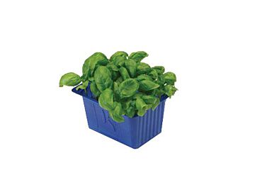 Koppert Cress Basil Cress Bakje