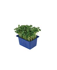 Koppert Cress Daikon Cress Bakje