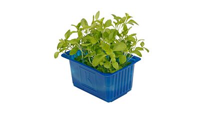 Koppert Cress Honny Cress Bakje