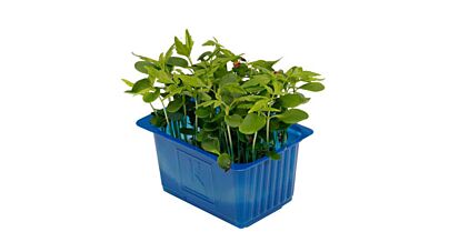 Koppert Cress Tahoon Cress Bakje