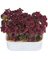 Koppert Cress Shiso Purple Bakje
