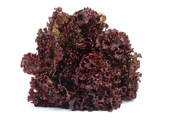 Lollo Rosso Gesneden 10 Mm