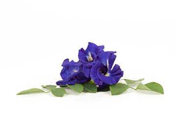 Eetbare Bloemen Paars (Afrikaantjes)