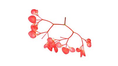 Appelbloesem