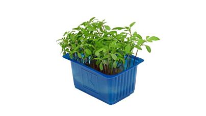 Koppert Cress Aclla Cress Solitair