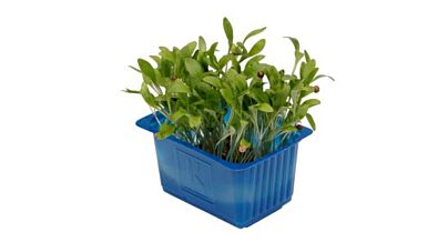Koppert Cress Ghoa Cress Bakje