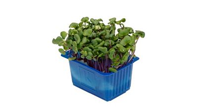 Koppert Cress Chilli Cress Solitair