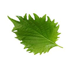 Koppert Cress Shiso Leaves Green Per Pakje 15Blaadjes