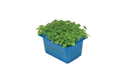 Koppert Cress Melissa Cress Solitair
