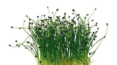 Koppert Cress Rockchives Cress Solitair