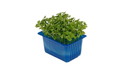 Koppert Cress Rucola Cress Bakje